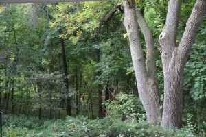 The view through the breezeway.