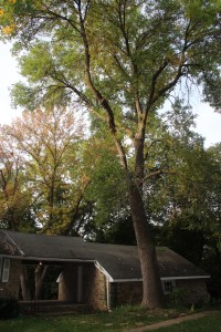This tree is awfully close to the existing structure -- and to the one we will build, Jury is still out on whether it will survive.