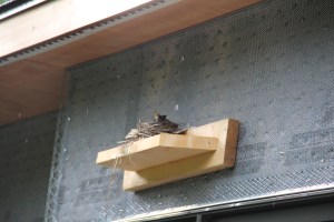We are evidently not the first occupants of the house.  A bird made its nest on this ... thing.  It is a temporary piece put up as a step or hand hold on the outside of the house, we think.  It's above our bathroom window.  Hope the birdies hatch and move away before they stucco!